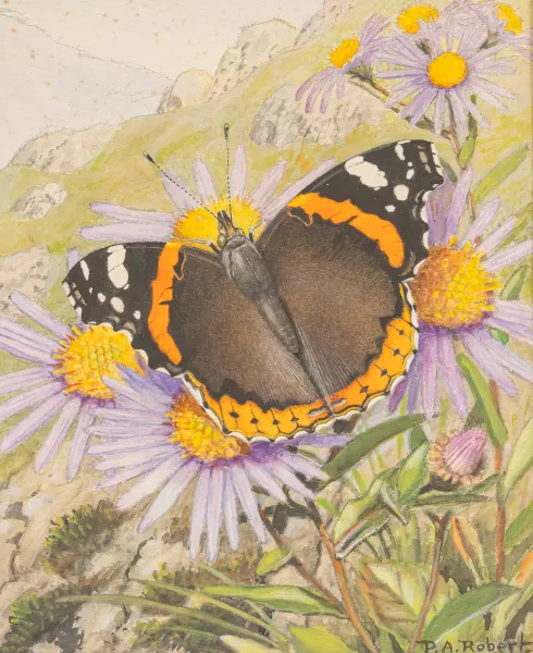 Admiral auf Blumen in Berglandschaft