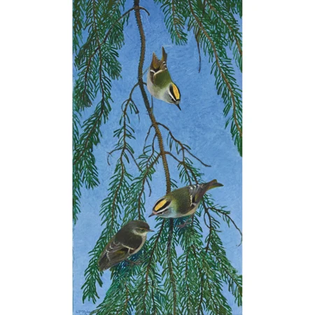 Drei Goldhähnchen auf Tannenzweig