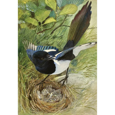 Elster am Nest