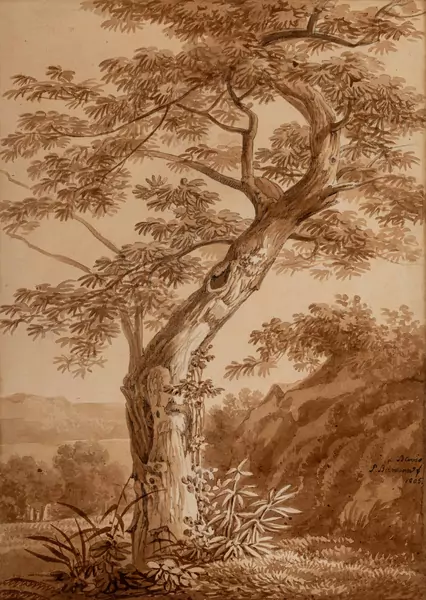 Baumstudie