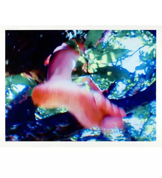 Pipilotti Rist — Baum der Erkenntnis Erschienen im Verein für Originalgraphik in einer Auflage von 66 Exemplaren — Galerie Kornfeld