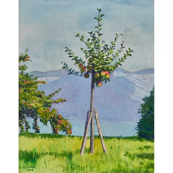 Junger Apfelbaum