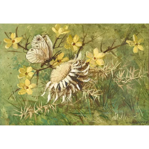 Renée Yolanda Hauser — "Le chardon et le papillon".