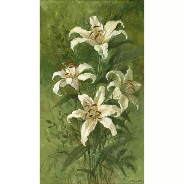 "Grands lys blancs (dits Casablanca)"
