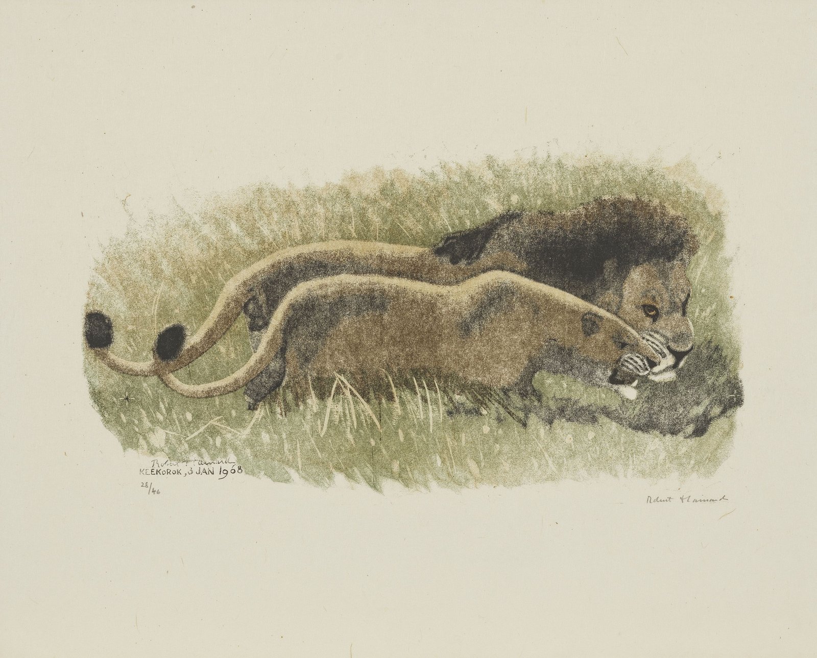 Couple de lions