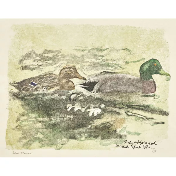 Robert Hainard — "Couple de colverts et eau mordorée".