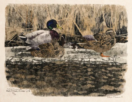 Les canards