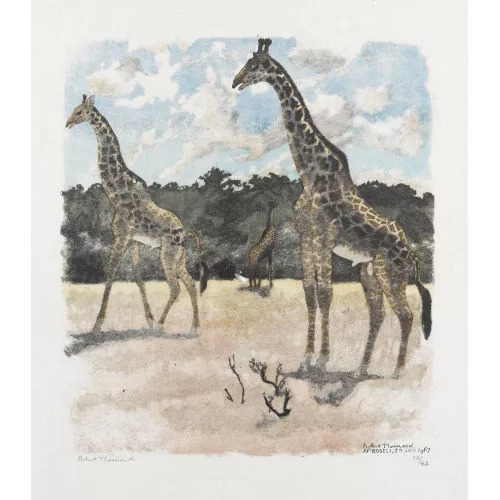 Robert Hainard — "Trois girafes".