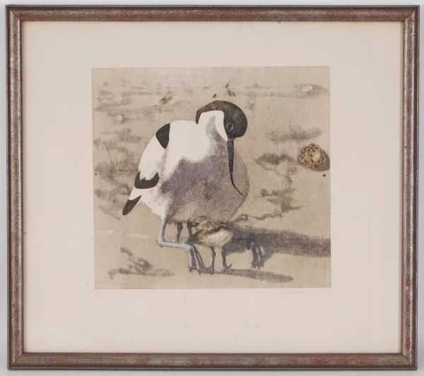 Robert Hainard — Avocette abritant deux poussins