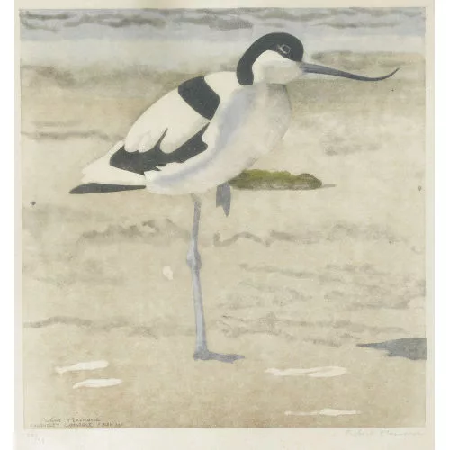Robert Hainard — Avocette, sur une patte.