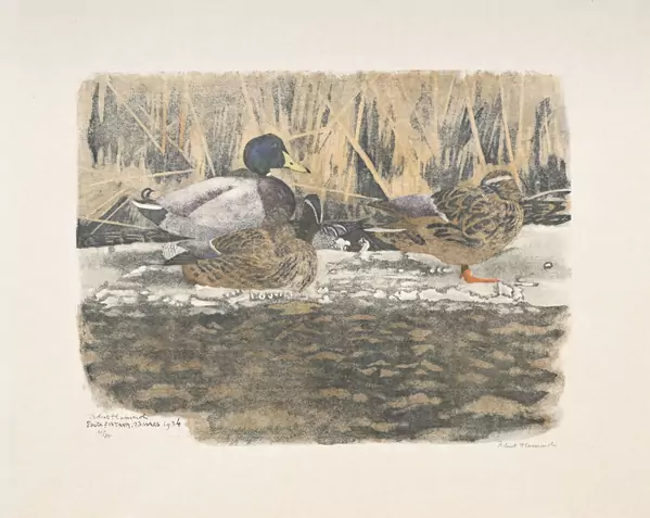 Colverts sur la glace et sarcelle d'été