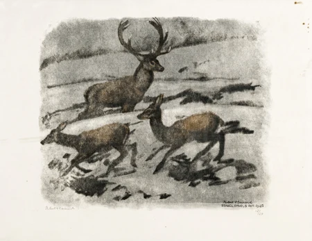 Cerf et biches dans la pénombre