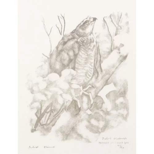 Robert Hainard — "Jeune épervier levant l′oeil au ciel".