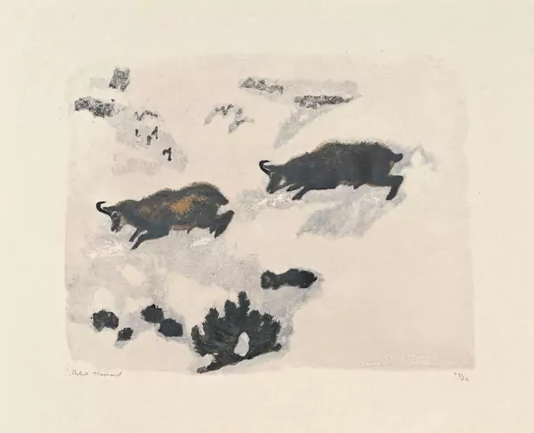 Poursuite de chamois