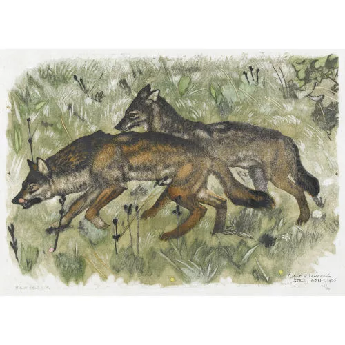 Robert Hainard — Couple de loups marchant.