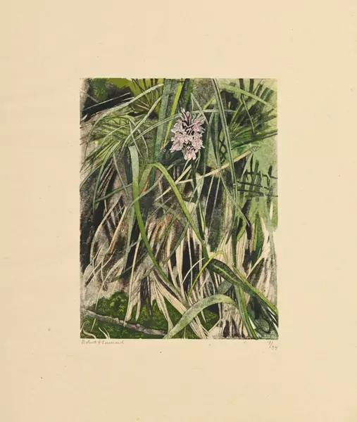 Orchis tacheté
