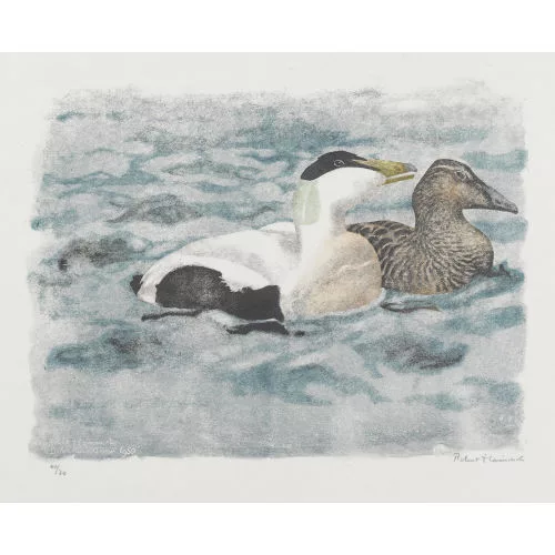 Robert Hainard — "Couple d′eiders".