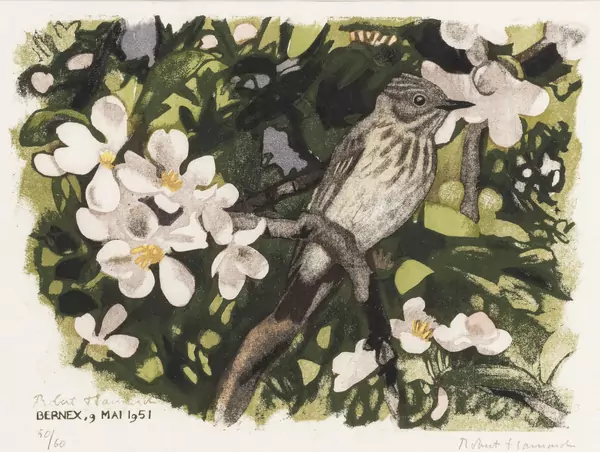Gobe-Mouche gris