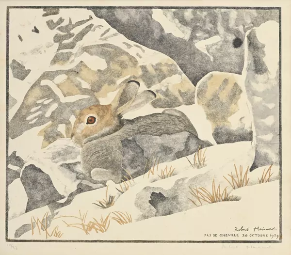 Lièvre alpin