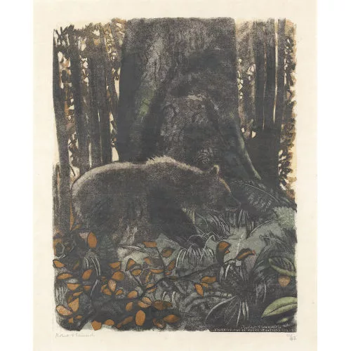 Robert Hainard — Ours dans la forêt vierge.