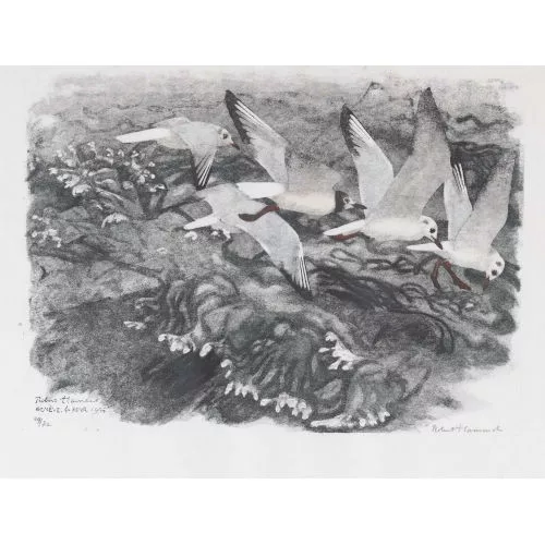 Robert Hainard — "Mouettes par grosse bise".