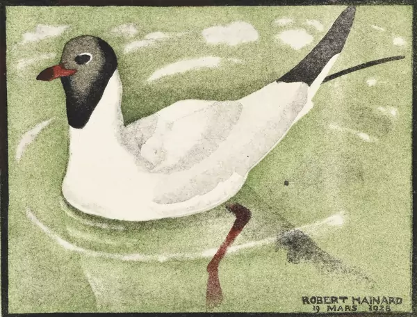 Mouette, plumage de noce