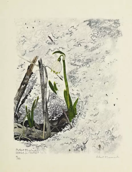 Perce-neige
