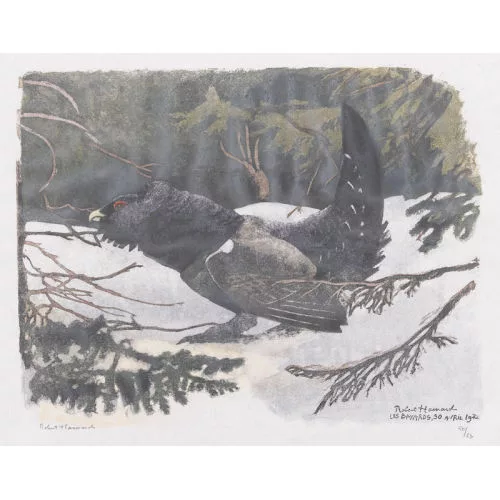 Robert Hainard — "Grand coq furieux".
