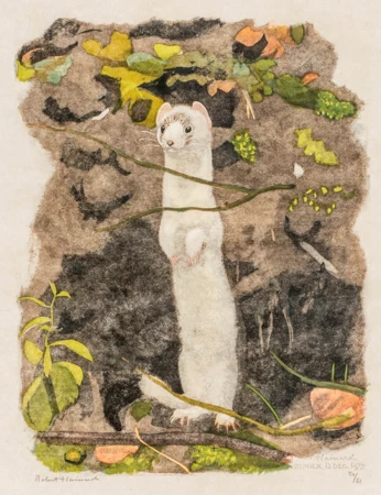 Hermine blanche