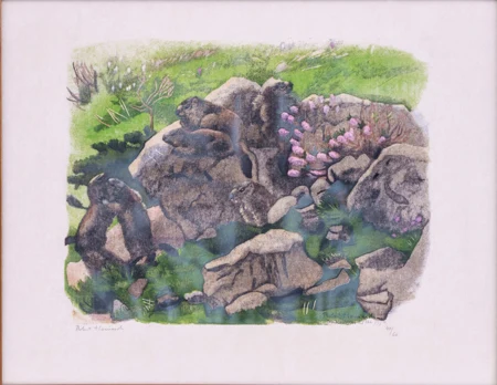 Les marmottes