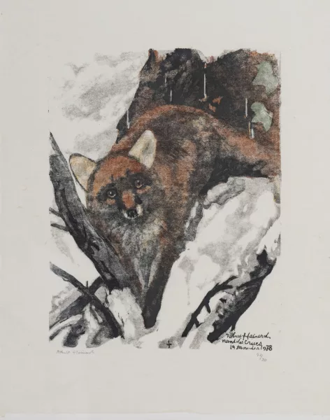 Robert Hainard — Le renard passe sous moi, Nant des Crues, 19 janvier 1978