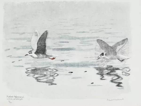 Mouettes pygmées