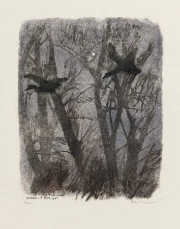 Oiseaux de nuit