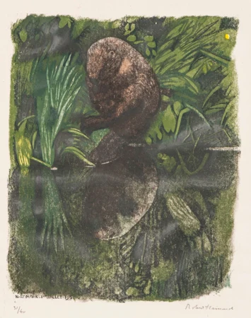 Castor à sa toilette
