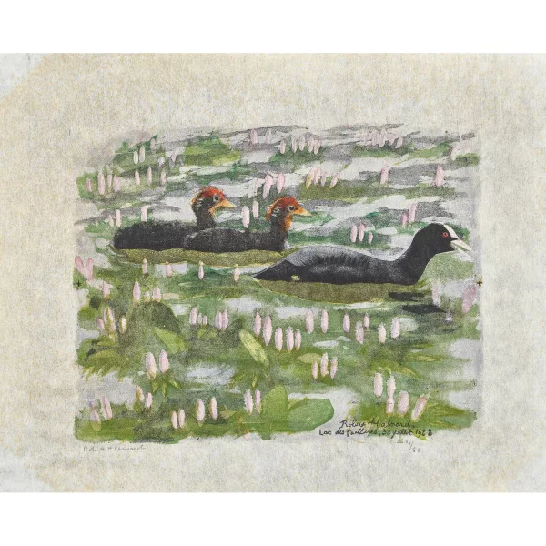 Robert Hainard — "Foulques dans les renouées".