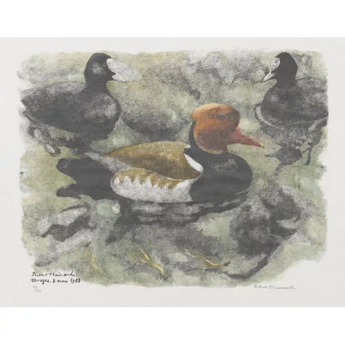 Robert Hainard — "Nette rousse".