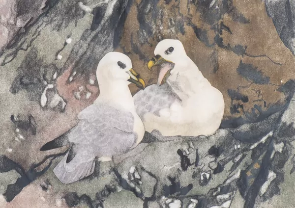 Robert Hainard — "Deux tourterelles" nommé "Duntulm, Isle of Skye, 2 juillet 1963" xylographie