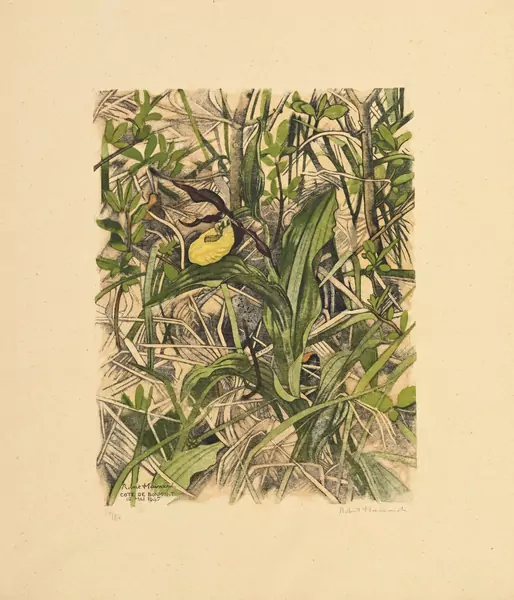Sabot de Vénus