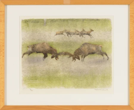 Combat de cerfs et troupe de biches