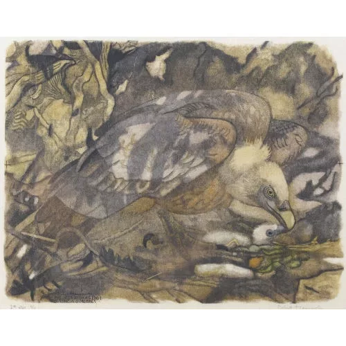 Robert Hainard — "Vautour fauve et poussin".