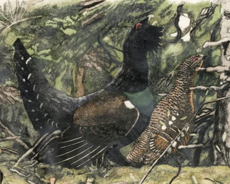 Grand coq et poule