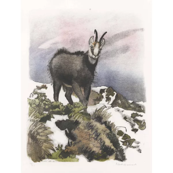 Robert Hainard — "Grand bouc de chamois, le soir".
