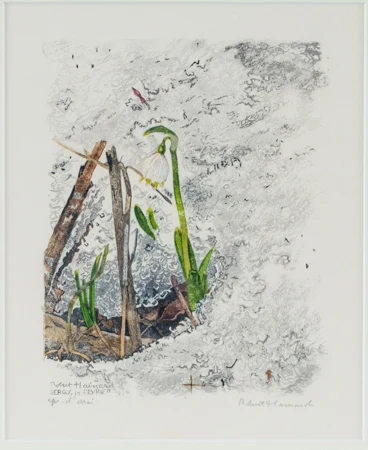 Fleur sous la neige