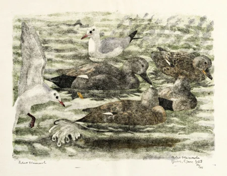 Canard et mouettes