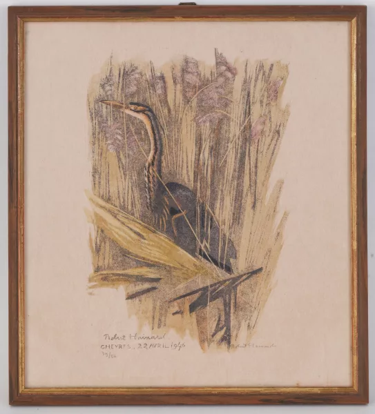 Robert Hainard — Héron pourpré dans les roseaux, Cheyres, 22 avril 1946,