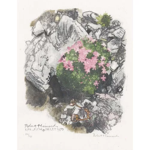 Robert Hainard — "Gazon rose et renoncule des glaciers".