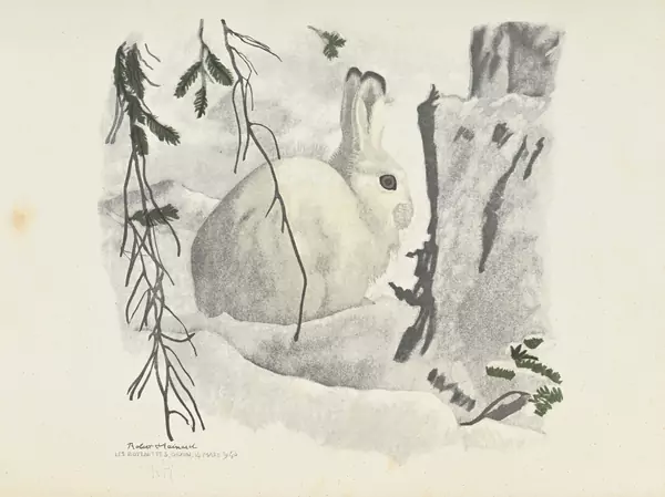 Lièvre blanc