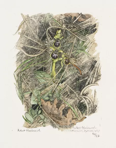Ophrys araignée