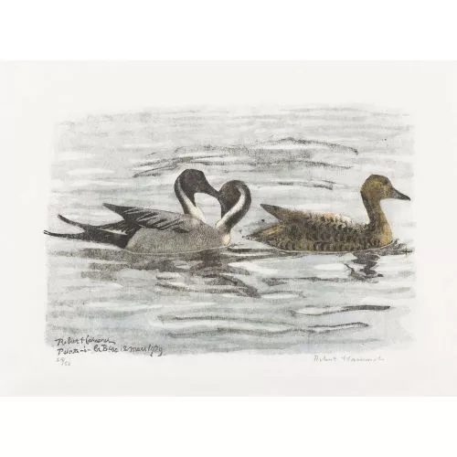 Robert Hainard — "Canards pilets".