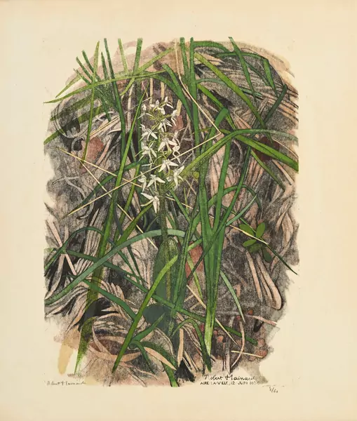 Orchis à deux feuilles